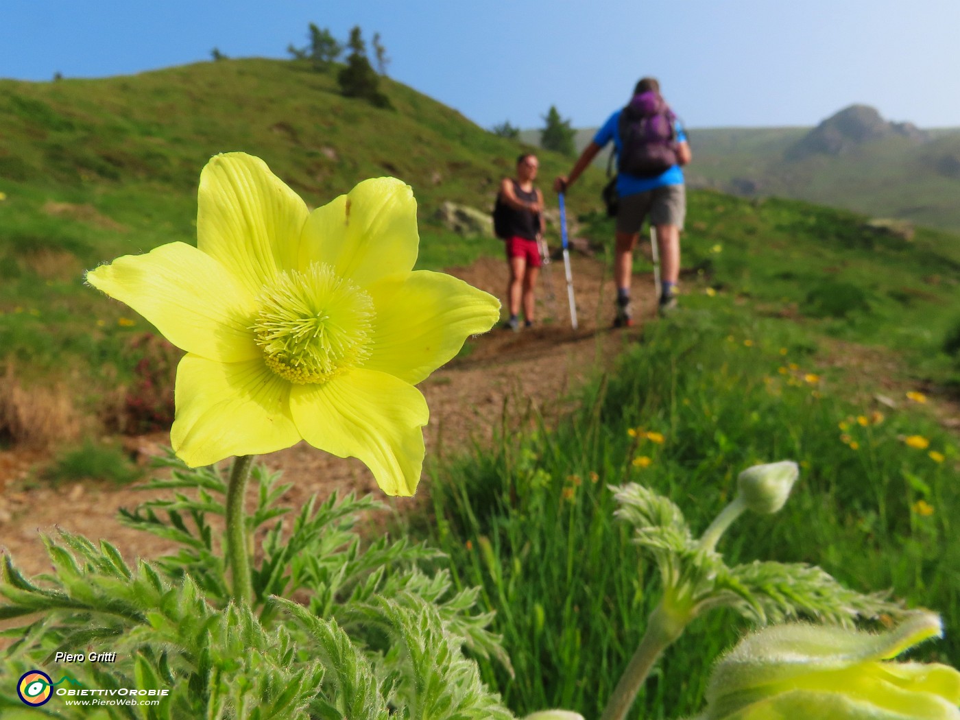 08 Pulsatilla alpina sulphurea (Anemone sulfureo).JPG